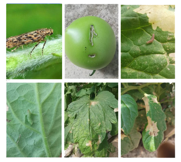 粘虫板上的番茄潜叶蛾怎么数？一拍就知道！