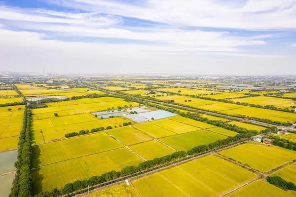 海宁马桥：在万亩良田有你看得到的未来