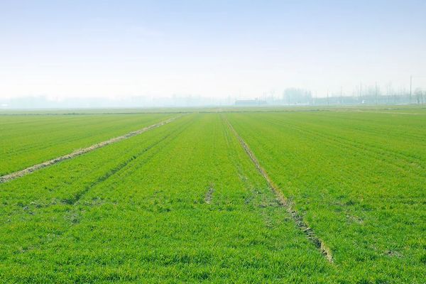 科技赋能春耕，托普云农智慧农情监测站再获央视关注